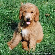 Zanesville, oh 43702 +1 location. We Love Pets Zanesville Petscare