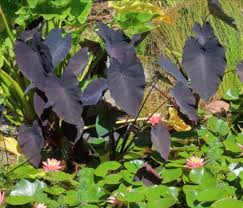 Image result for Prismatocarpus cordifolius