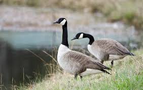 Gender is a word that is used to talk about how people express masculine (traits most people think of as male) or feminine (traits most people think of as female) traits. 2 697 Goose Gander Photos Free Royalty Free Stock Photos From Dreamstime