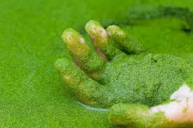 Image result for Wolffia arrhiza