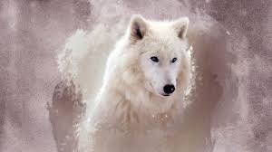 Check spelling or type a new query. Vertical Lone Wolf Wallpaper 1920x1080 Windows Wolf Wallpaper Wolf Pictures White Wolf
