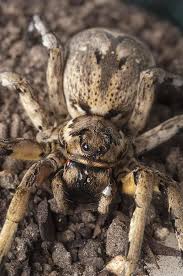 Black And Brown Wolf Spider Wolf Spider Species Lycosa Tarantula Closeup Wolf Spider Species Lycosa Tarantula Royalty Free Stock Image In 2020 Spider Species Wolf Spider Tarantula