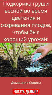 подкормка томатов во время цветения и плодоношения в теплице Domashnie Idei I Sovety V 2020 G Cvetenie Sadovodstvo Ovoshnoj Ogorod