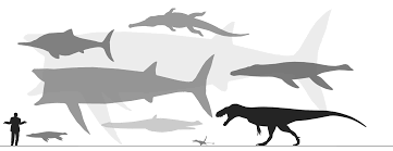 Image result for Oreophyton