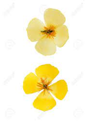 Suitable for paper craft, resin jewelry making, framed artwork. Pressed And Dried Delicate Yellow Flowers Eschscholzia Eschscholzia Stock Photo Picture And Royalty Free Image Image 61493345