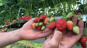 Plantes, animalerie, aménagement du jardin, maison & déco. Ramassage De Fraises A Bonnes Dans La Vienne Les Jardins De La Frolle Pris D Assaut Pendant Les Ponts De Mai