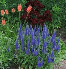 Love Love Veronica Royal Candles Perennials Forum Gardenweb Perennials Veronica Royal Candles Royal Candles