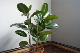 Information on rubber tree plants. Why Is My Rubber Plant Losing Leaves Smart Garden Guide