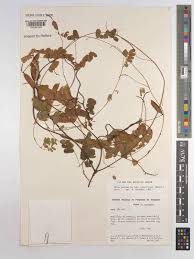 Image result for Abrus melanospermus