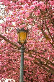 Paris Flower Photo Spring Photography Cherry Blossoms Notre Etsy Spring Photography Flower Photos Paris Photography