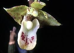 Image result for Polystachya greatrexii