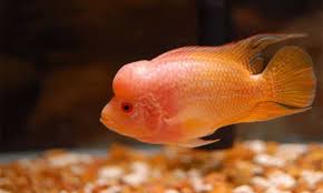 Namun melalui upaya pelepasan ikan ke alam liar, beberapa variasi louhan telah beradaptasi dengan. Mengenal Ikan Louhan Yang Dipercaya Membawa Kebahagiaan Serta Kesejahteraan Cermati Com