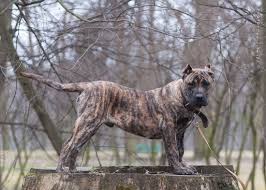 Only guaranteed quality, healthy puppies. Colour Of Presa Canario Part 1 Rey Gladiador World Class Presa Canario Breeder