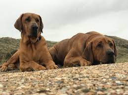 Hodet er stort og bredt og gir et tungt inntrykk. Broholmer Von Der Glueckswiese Hund Welpen Broholmer Schone Broholmer Engelskind Amba Bo Kathrin Engelskind Hundetraining Dortmund Broholmer Von Der Gluckswiese Welpen Engelskind Hund Broholmer