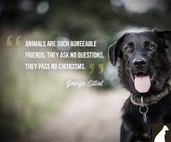 Wild Animal Friends Funny Quotes Quotesgram