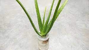Watering an aloe deeply also allows any built up salts to leach from the soil. Keep Aloe Vera Fresh For Long Time And Grow In Water Youtube