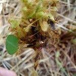 Image result for Grona barbata