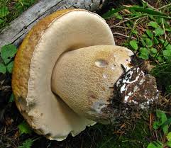 Image result for Boletus variipes