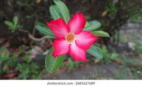 Image result for Apocynaceae subfamilies Apocynoideae and Rauvolfioideae