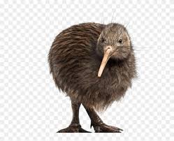 Free png images, clipart, graphics, textures, backgrounds, photos and psd files. Kiwi Bird Transparent Background Kiwi Bird No Background Hd Png Download 800x600 230993 Pngfind