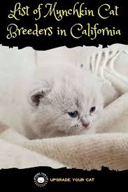 Find munchkins kittens & cats for sale uk at the uk's largest independent free classifieds site. Munchkin Cat Breeders In California Upgrade Your Cat