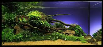 Requested by the facebook community's. Reef Aquascape Designs Icmt Set Aquascape Designs With Best Style