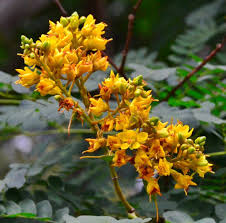 Image result for Caesalpinia ferrea