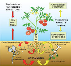 Buying and installing recessed light can be overwhelming, but it doesn't need to be. Frontiers Trichoderma Counteracts The Challenge Of Phytophthora Nicotianae Infections On Tomato By Modulating Plant Defense Mechanisms And The Expression Of Crinkler Necrosis Inducing Phytophthora Protein 1 And Cellulose Binding Elicitor Lectin