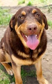 > community events for sale gigs housing jobs resumes services. Lab Rottweiler Rottweiler Mix Mixed Breed Dogs Doberman Mix