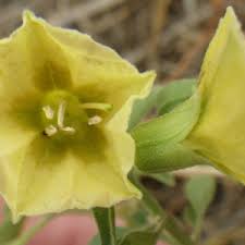 Image result for Physalis viscosa