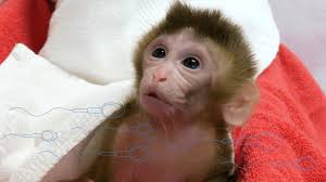 Stamceller skal hjælpe mænd til at få børn