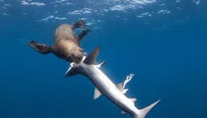 We serve and teach, we receive and learn. Fur Seals Caught Preying On Sharks Off South Africa Science Smithsonian Magazine