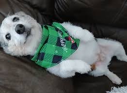 My 10 year old boy Riot after his trip to the groomers yesterday, showing  off his new neck tie from his groomer.