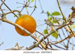 Image result for Strychnos innocua