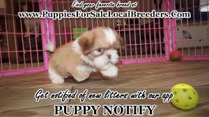 She answered a craigslist … Puppies For Sale Local Breeders Shih Tzu Puppies For Sale Georgia At Lawrenceville Puppies For Sale Local Breeders