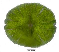 Image result for Micractis