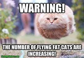 Funny animal memes cute funny animals funny cute funny memes fat funny cute cat memes funny pics. Fat Cat Memes