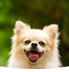 Get a delicious fresh hot dog for just $1 at participating locations. Get Free Samples Of Dog Food Iams
