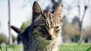 Bindehautentzundung Bei Katzen Symptome Behandlung Tiergesund De