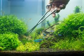Angelfish air tawar berasal dari amerika selatan, dan masih bersaudara dengan cichlid. Cara Merawat Aquascape Yang Baik Dan Benar Artikel Pertanian Terbaru Berita Pertanian Terbaru