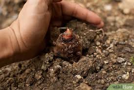 We did not find results for: How To Grow Elephant Ear Plants With Pictures Wikihow