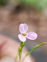 Image result for Canscora diffusa