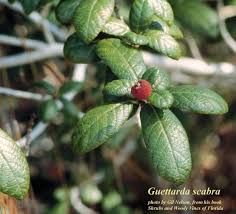 Image result for Guettarda