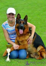 You can find puppies as low as $500. German Shepherd For Sale In The City Of Voznesensk Ukraine Price 125 Announcement 7443