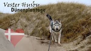 Zum gemeindegebiet gehören gremmerup, hodderup, husbyfeld. Mit Hunden Zwischen Bunkern Und Wanderdunen In Vester Husby Dk Blog Wolfsstoffe De