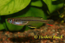 Image result for Pseudobromus engleri