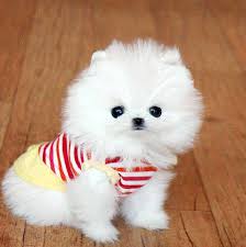 Kopekler Dogs Kopekler Dogs Cok Sirin Hayvanlar Yavru Kediler Sevimli Kopekler