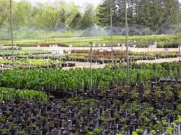 1328 e us highway 14. Nursery Greenhouse