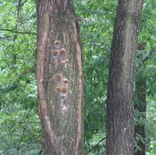 Image result for Phellinus pomaceus
