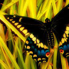 Yellow Butterfly Alas De Pajaro Fotos De Mariposas Animales Insectos